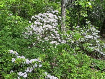 This Thursday we activated Johns Mountain WMA US-3758 from the Overlook site.

Allen KN4FKS set up his end fed half wave sloper antenna under the trees and Dan K2DTS warmed it up first. He made 20 contacts on 20 meters SSB. the band was wonky and contacts were either long or close. He had one in Alabama and one in California. Allen then used the same rig to make 21 contacts on 20 meters SSB with 7 P2P and 3 DX contacts which included a park to park in Bermuda before the rains came.

Danny AG4DW cranked up his rig using a vertical antenna and made 4 SSB contacts, 25 FT8 contacts and 2 FM contacts. With the two FM contacts on the 1.25 m band he accomplished a rather hard to get POTA award. The POTA N1CC award is obtained by making contacts on TEN bands in TEN different parks. He is the first of our crew to get this award, congratulations on all the hard work. John KB4QXI made 20 contacts on 20 meters with 16 P2P contacts and 2 Canadian DX contacts. 

The drive up the gravel road to the overlook is rough as usual but the mountain laurel bushes were in full bloom and made the trip a bit more bearable.

We seem to be in a springtime rain shower loop as every week we seem to be taking down antennas in the rain. Luckily none of the radio equipment has gotten wet. However antennas, coax and throw string need to be dried before the next activation. Hopefully the next activation will be a dry one. 

Again, congrats to Danny on the award. 
