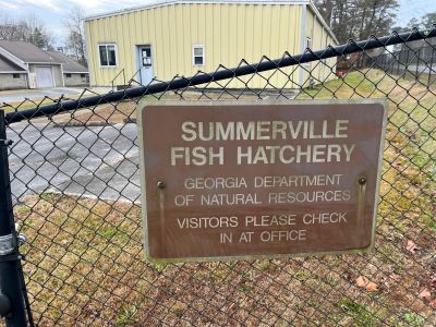 This Thursday Dec 4 2025 we activated Summerville Fish Hatchery US-12771. This site was recently added by the POTA folks and is a difficult one to activate. First the signs are small and faded, two the paved public parking lot is small and there are overhead power lines everywhere. LOOK UP BEFORE YOU SET UP ! There is one small grassy area adjacent to the parking lot. On the good side the hatchery staff is friendly, knows about POTA and welcomes Ham visitors. 

Allen KN4FKS set up a 17 ft vertical in the grassy area and made 63 SSB contacts 5 on 12 meters, 7 on 10 meters, and the rest on 20 meters. He had 13 Park to Park contacts, with DX to Brazil, Spain and the Netherlands. 

Danny AG4DW set up his Pota Performer vertical on the other end of the small grassy spot and made 73 contacts, 37 on SSB and 36 FT8 on 40,20 and 17 meters. He had DX to Canada (2) France (2) and Spain (2). 

John KB4QXI got there late as usual and set up next to the dumpster with his ham stick on top of the car. He had 56 SSB contacts on 20 meters with 15 P2P contacts with three P2P's with Canadian parks. 

Dan K2DTS set up across the parking lot with his 17 ft whip mounted on the car. He had 24 contacts 7 SSB and 17 FT8 on 20, 17, and 15 meters. He had DX to Canada, Italy, Belgium, France, Ecuador, and the Canary Islands. 

Apologies to Danny as I completely forgot to take his photo when I had the camera out even though I had him take my photo. Maybe next time.
